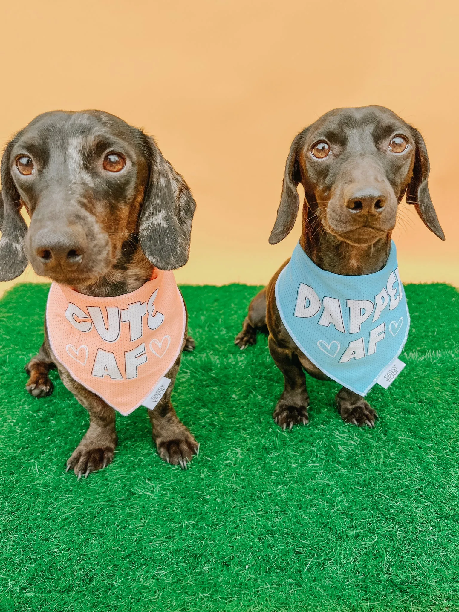 Dog Bandana - Dapper AF